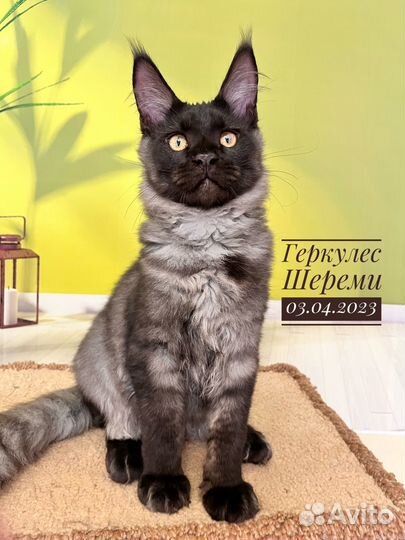 Котята мейн кун питомник Шереми