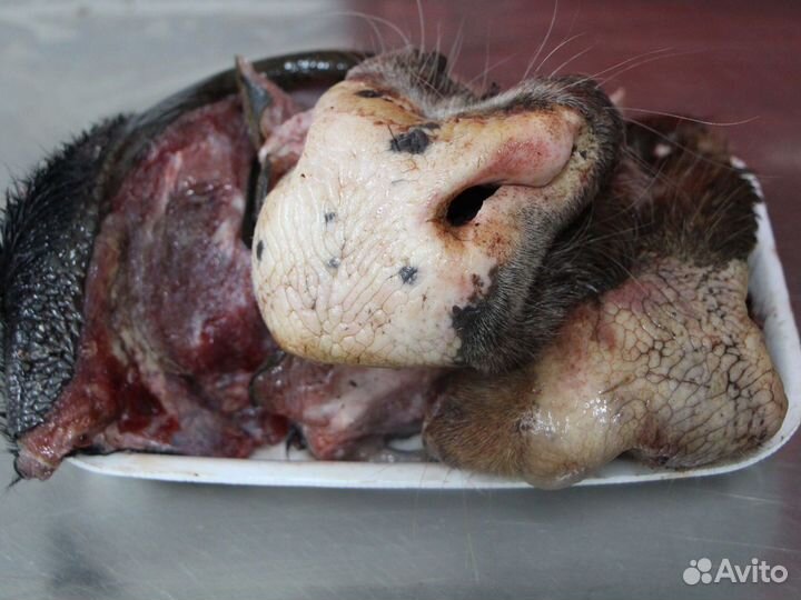 Мясные продукты для собак - Носы, губы говяжьи