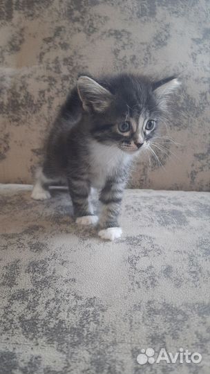 Кошка в дар бесплатно