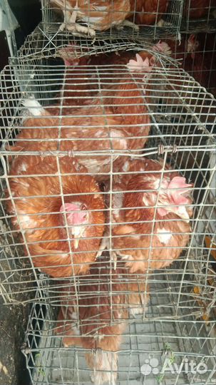 Несушки на дом