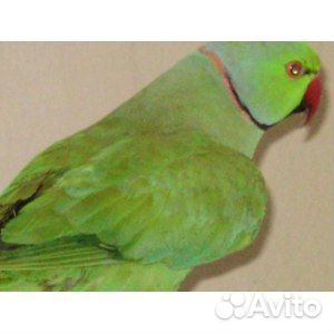 Ожереловый попугайчик