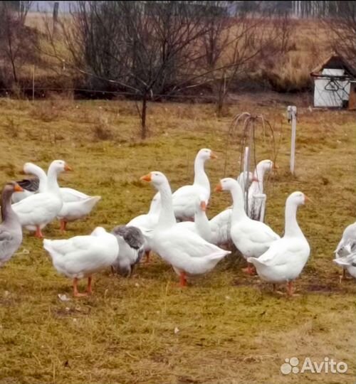 Гуси