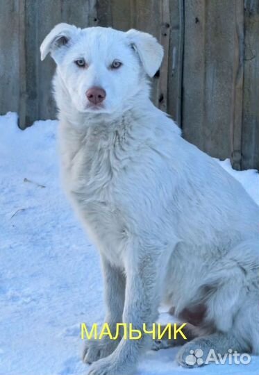 Щенки в добрые руки