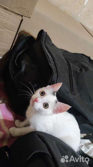 Котята