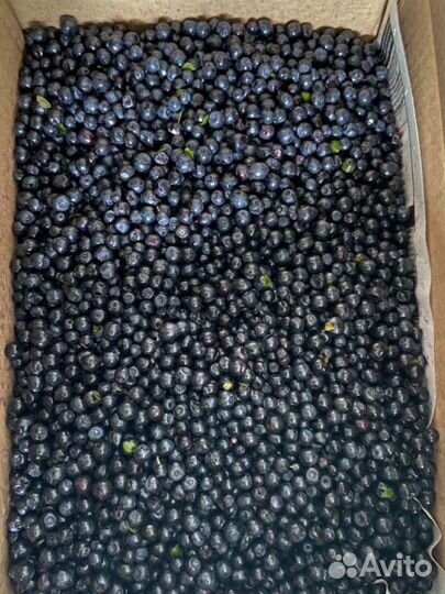Черника свежая опт и в розницу