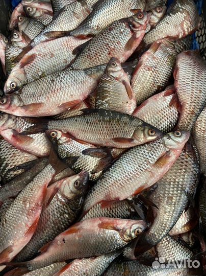 Плотва свежая и с/м