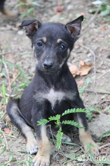 Щенки собаки средней породы