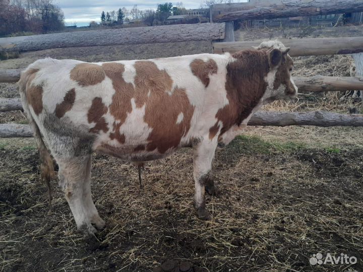 Продам тёлку и быка