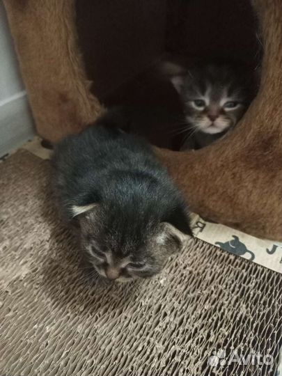 Сибирские котята