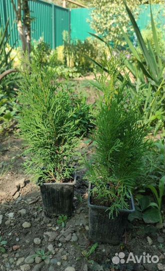 Туя Смарагд, можжевельники