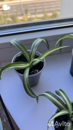 Хлорофитум кудрявый