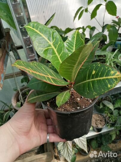 Комнатные цветы в ассортименте