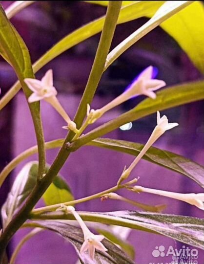 Детки комнатного жасмина