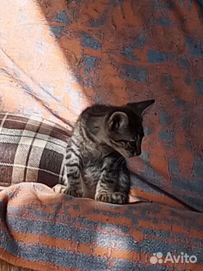 Котёнок помесь