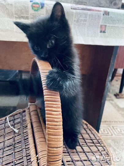 Котята в добрые руки бесплатно