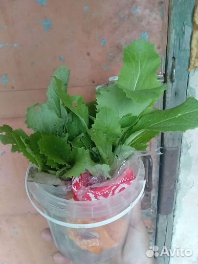 Рассада капусты