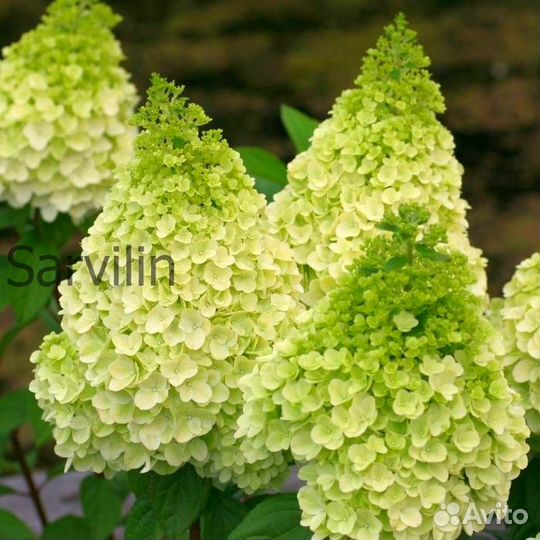 Гортензия 'Килиманджаро'