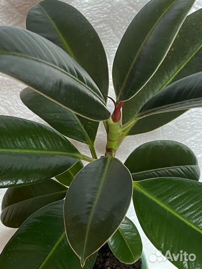 Комнатные растения