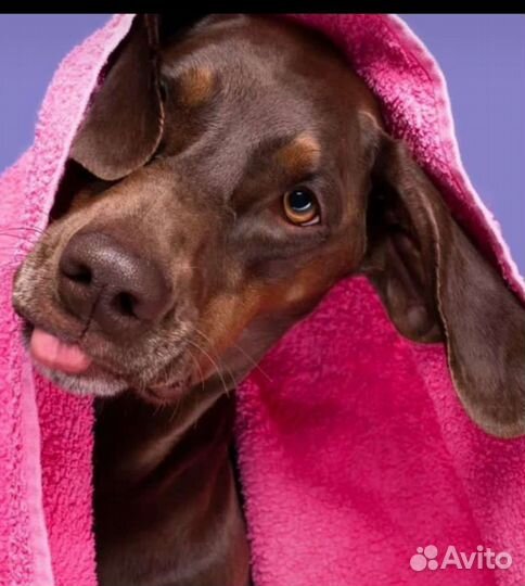 Собака(легавый пёс)