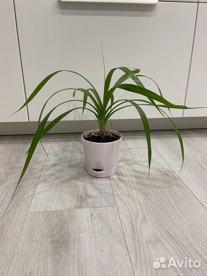 Пальма панданус комнотное растение