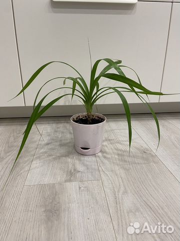 Пальма панданус комнотное растение