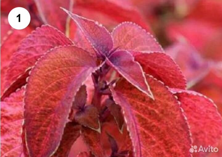 Колеусы сортовые и вегетативные