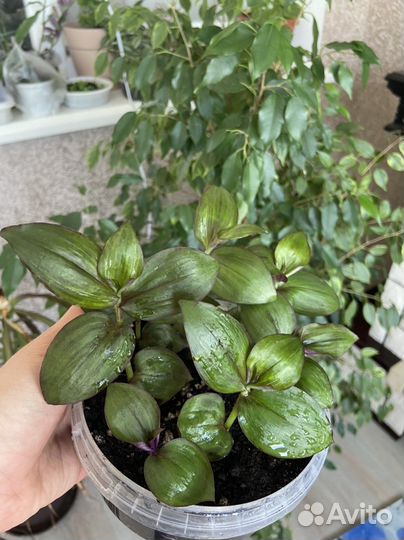 Традесканция (росточки)