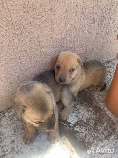 Собака в добрые руки. Мама шарпей папа неизвестен