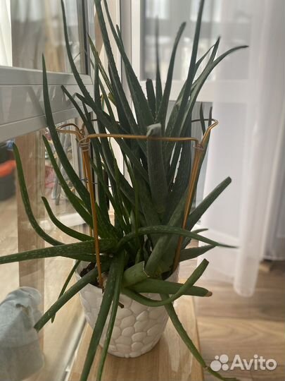 Алоэ вера 4х-летний
