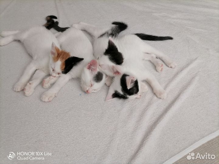 Котята в добрые руки бесплатно