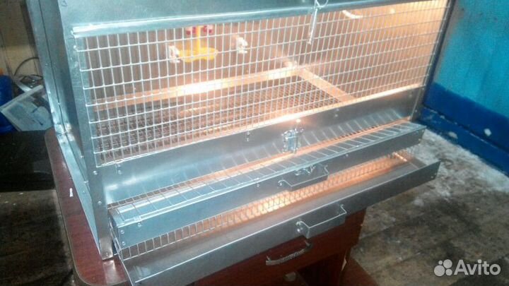 Брудер для цыплят