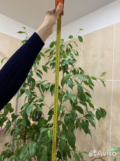 Фикус бенджамина большой