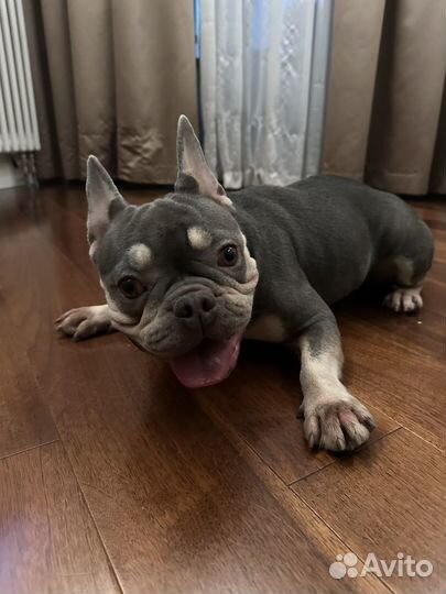 Французский бульдог голубой