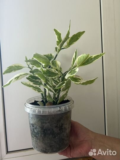 Педилантус