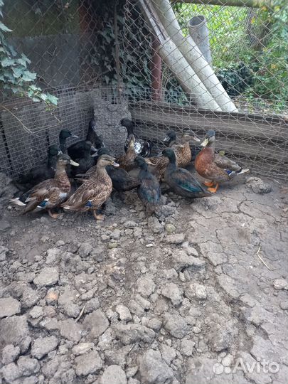 Китайские перепела, яица фазана инкубационное