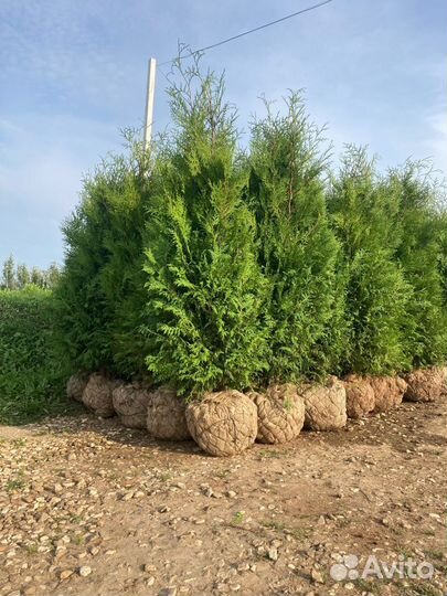 Сосна обыкновенная