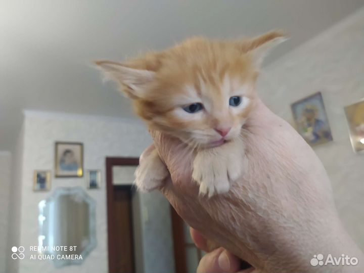 Котята в добрые руки приучены к лотку