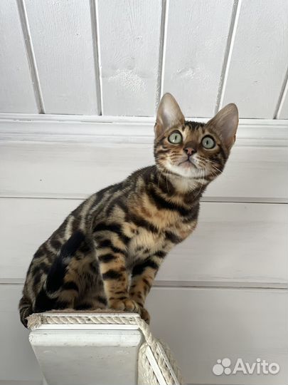 Бенгальские котята