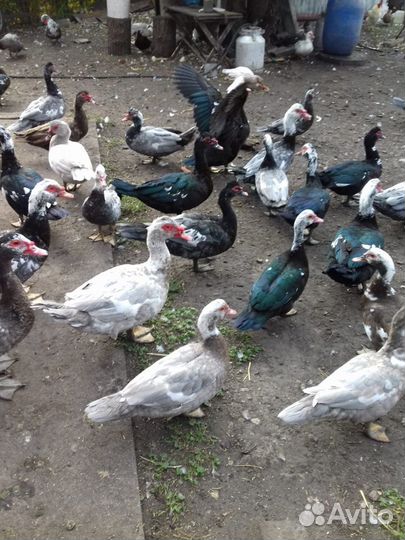 Индоутки на племя