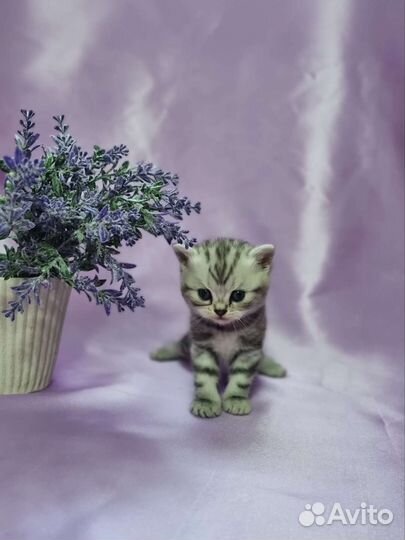 Британские котята