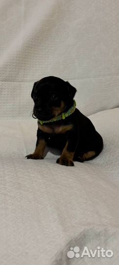 Щенки цвергпинчера