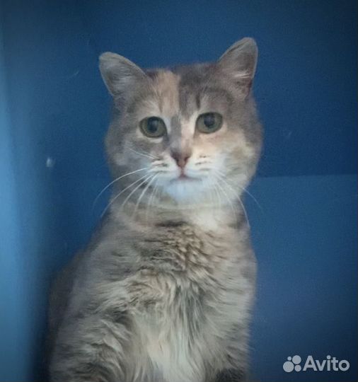 Нежная малышка Боня (1,5 года)