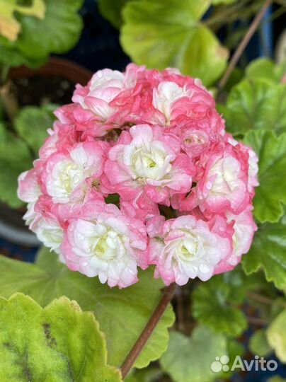 Розебудная пеларгония (герань)