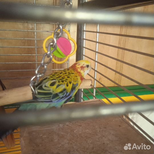 Попугаи Розелла пестрая пара