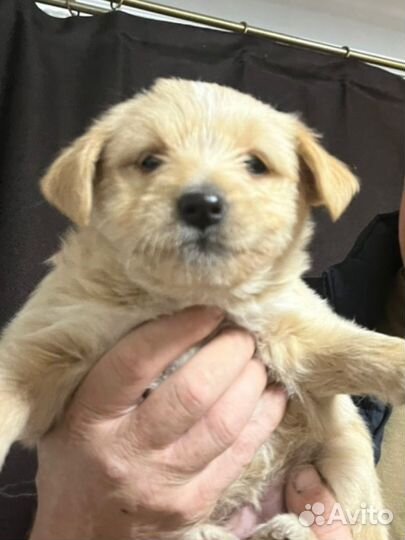 Хвостики ищут дом