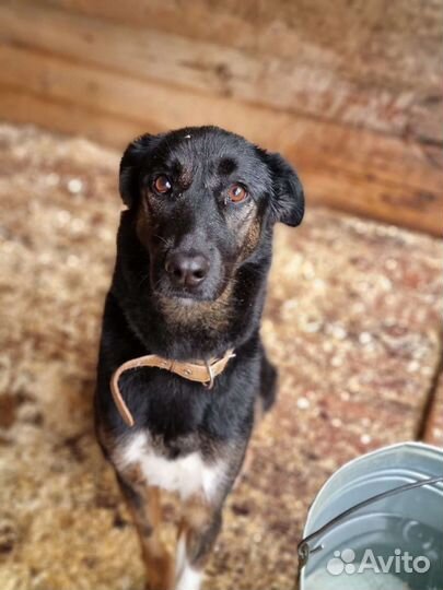 Спасите меня из приюта