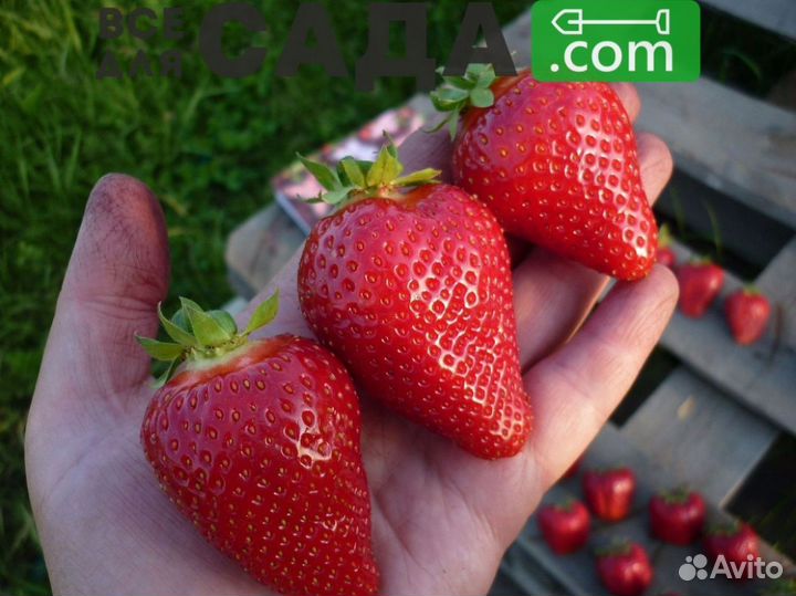 Саженцы клубники Альба