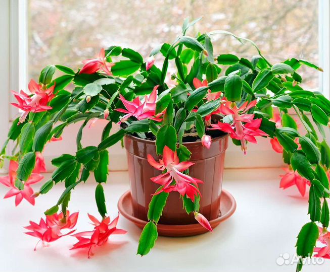 Декабрист красный и розовый