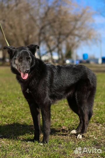 Берту сдали в приют как ненужную вещь