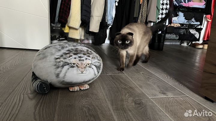 Манул домашний